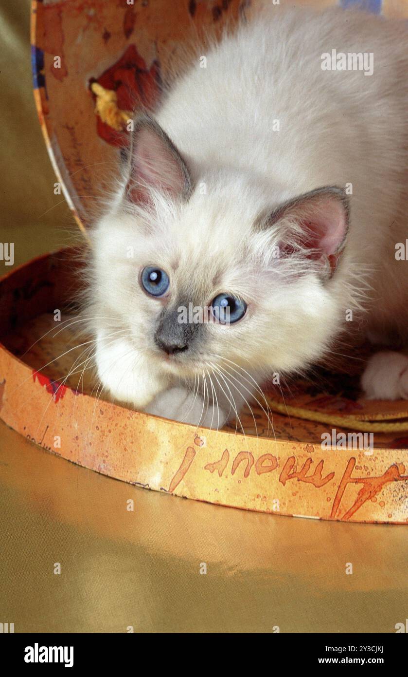 Heilige burmesische Katze Bluepoint, 10 Wochen altes Kätzchen, Kätzchen Stockfoto