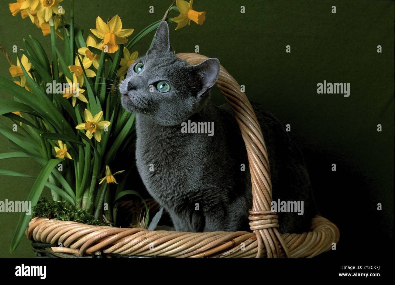 Russische blaue Katze, Kätzchen in Blumenarrangements Stockfoto