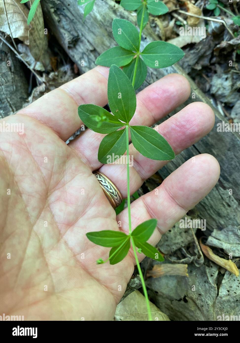 Lakritzbettstroh (Galium circaezans) Plantae Stockfoto