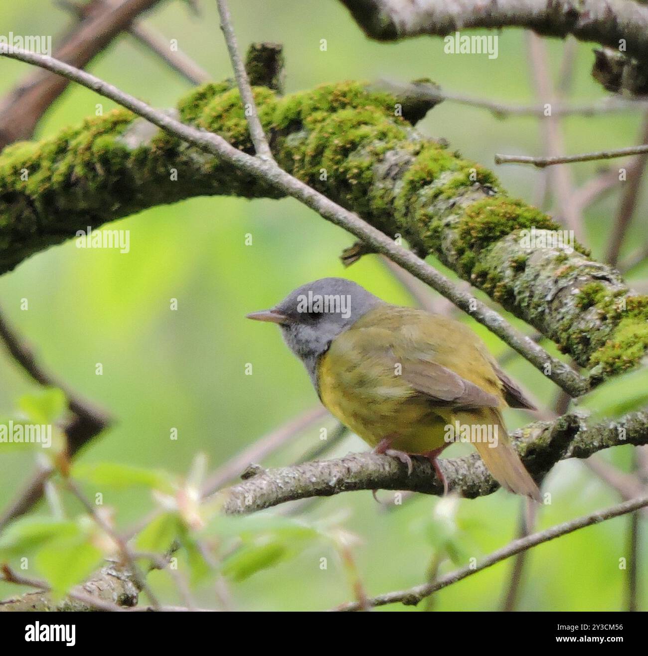 Trauer Warbler (Geothlypis philadelphia) Aves Stockfoto