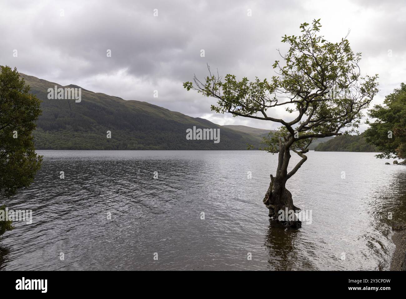 Regnerisches Wetter im Anzug, Panoramablick auf Loch Lomond, Firkin Point, Loch Lomond und den Trossachs National Park, Schottland, Großbritannien Stockfoto