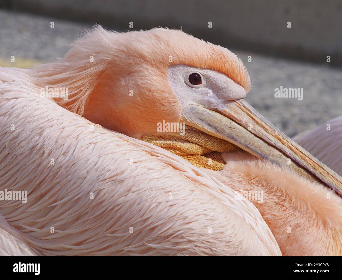 Nahaufnahme des Gesichts eines rosa Pelikans im Pathos-Hafen auf zypern Stockfoto