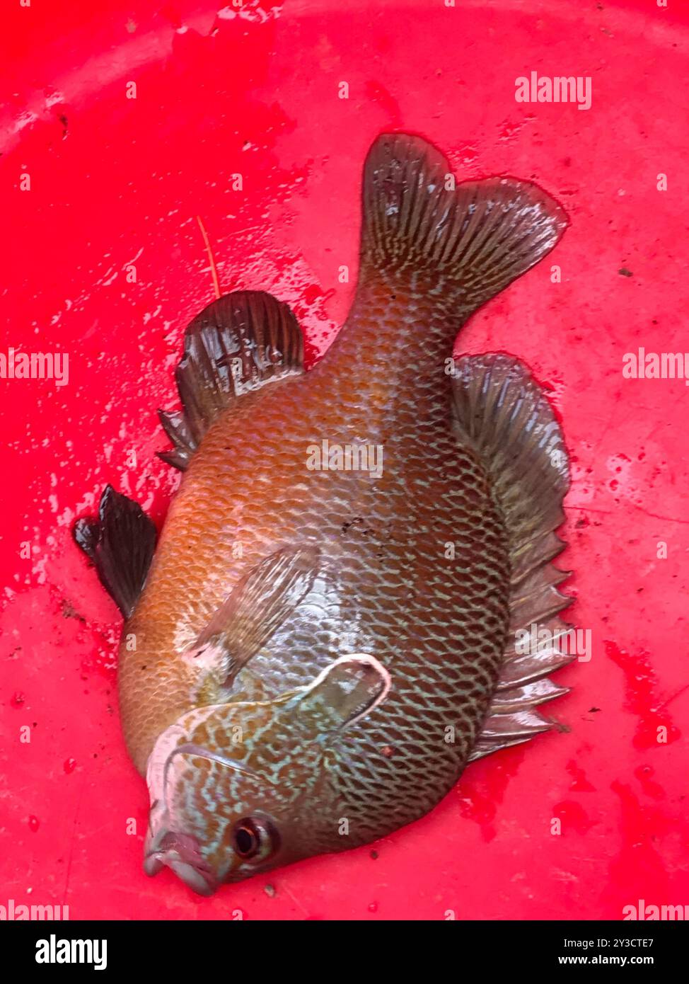 Sonnenfisch (Lepomis megalotis) Actinopterygii Stockfoto