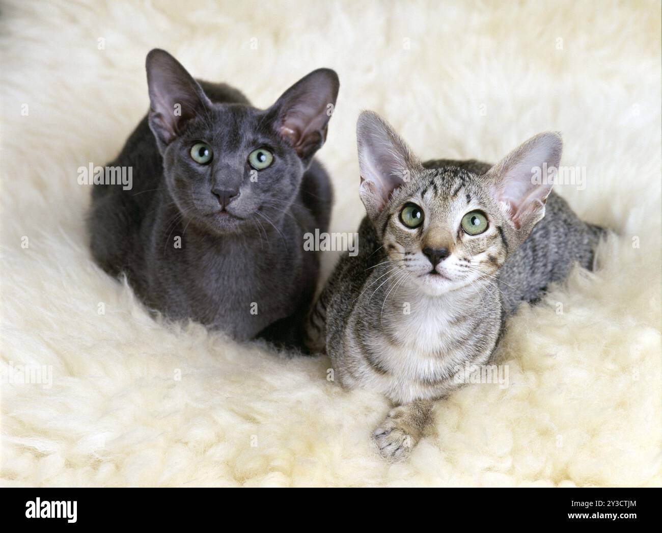 OKH, orientalische Kurzhaarkatze, Ebenholzgefleckter Tabby und blau, beide 6 Monate alt Stockfoto