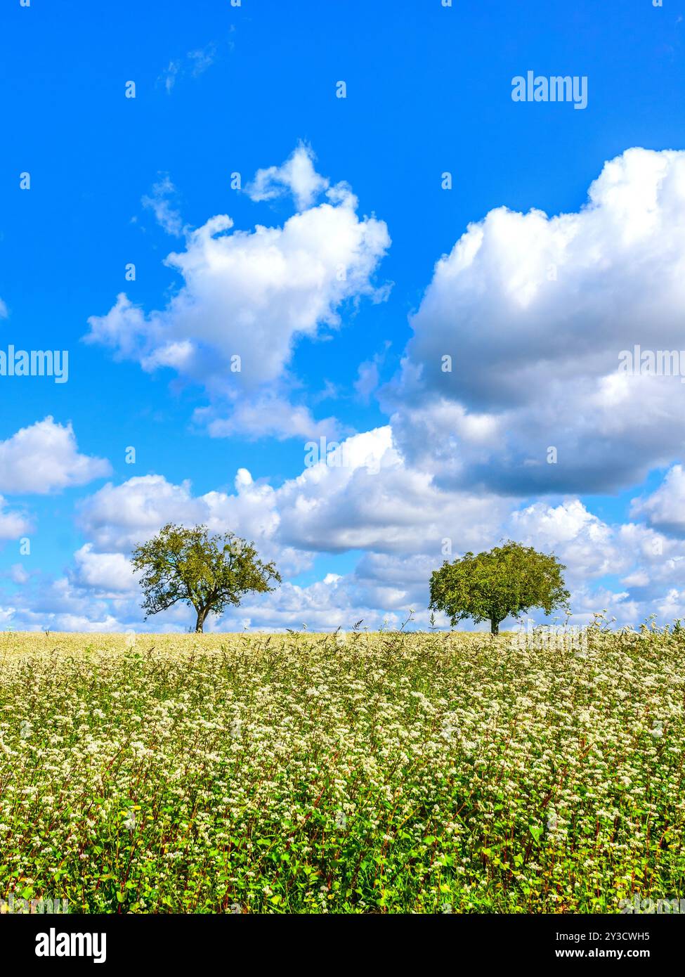 Ackerland mit blühendem Buchweizen (Fagopyrum esculentum) - Zentralfrankreich. Stockfoto