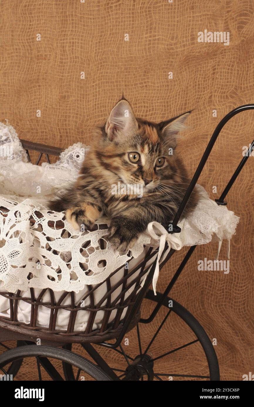 Norwegische Waldkatze, norwegische Waldkatze Stockfoto