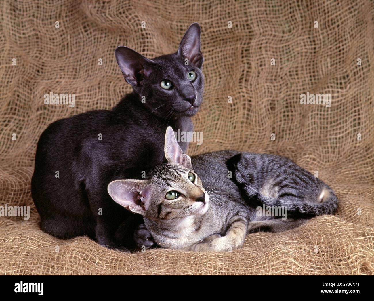 OKH, orientalische Kurzhaarkatze, Ebenholzgefleckter Tabby und blau, beide 6 Monate alt Stockfoto
