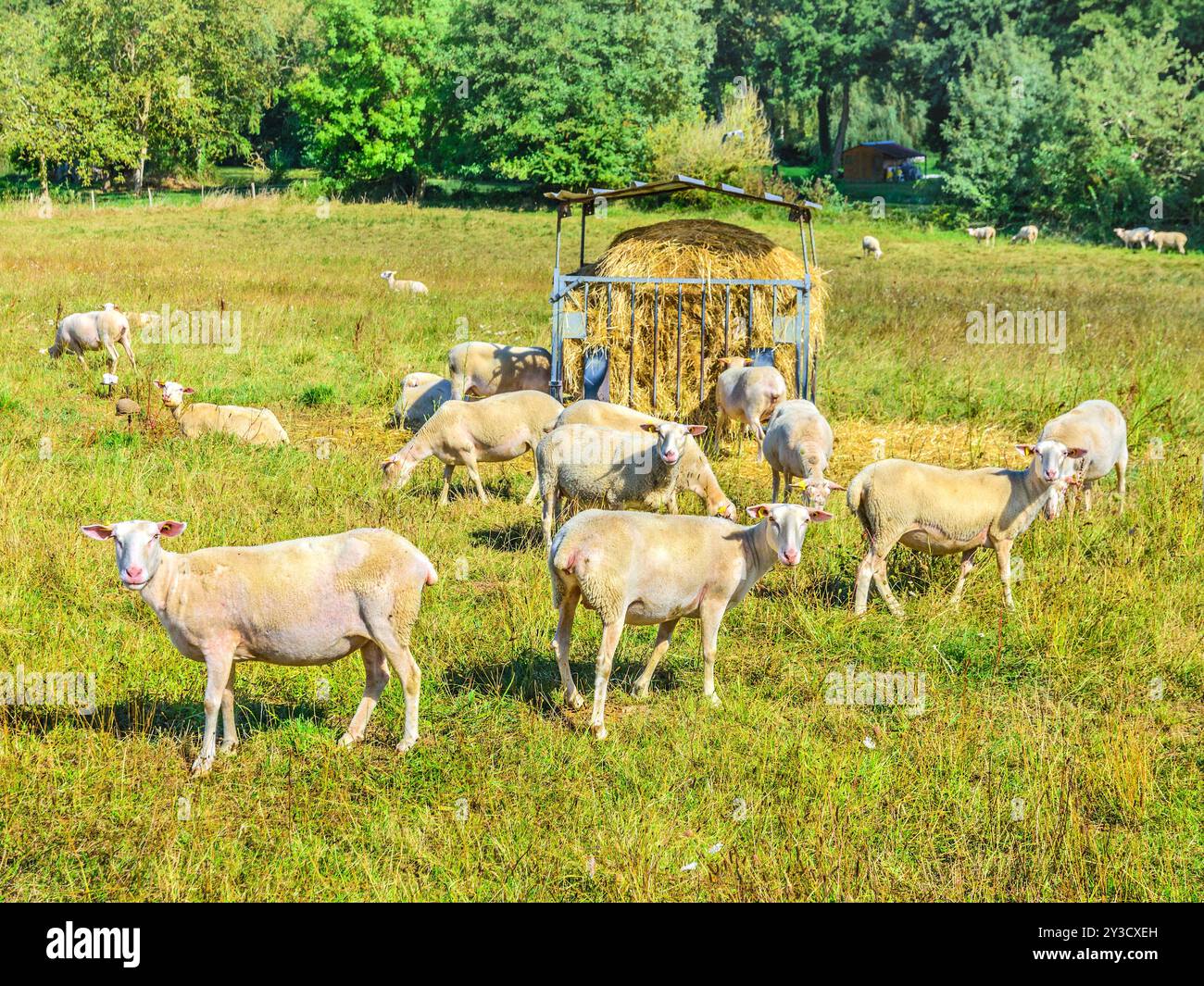 Neu gescherte Schafe auf Bio-Farm - Martizay, Indre (36), Frankreich. Stockfoto