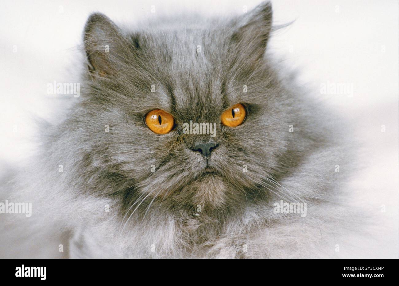 Perser, blau, alter Typ, Kätzchen, 5 Jahre Stockfoto