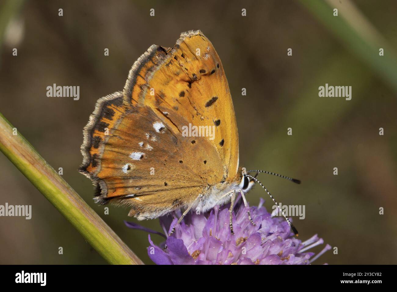 Knapper, kupferfarbener Schmetterling mit geschlossenen Flügeln, der auf einer violetten Blume sitzt und rechts lutscht Stockfoto