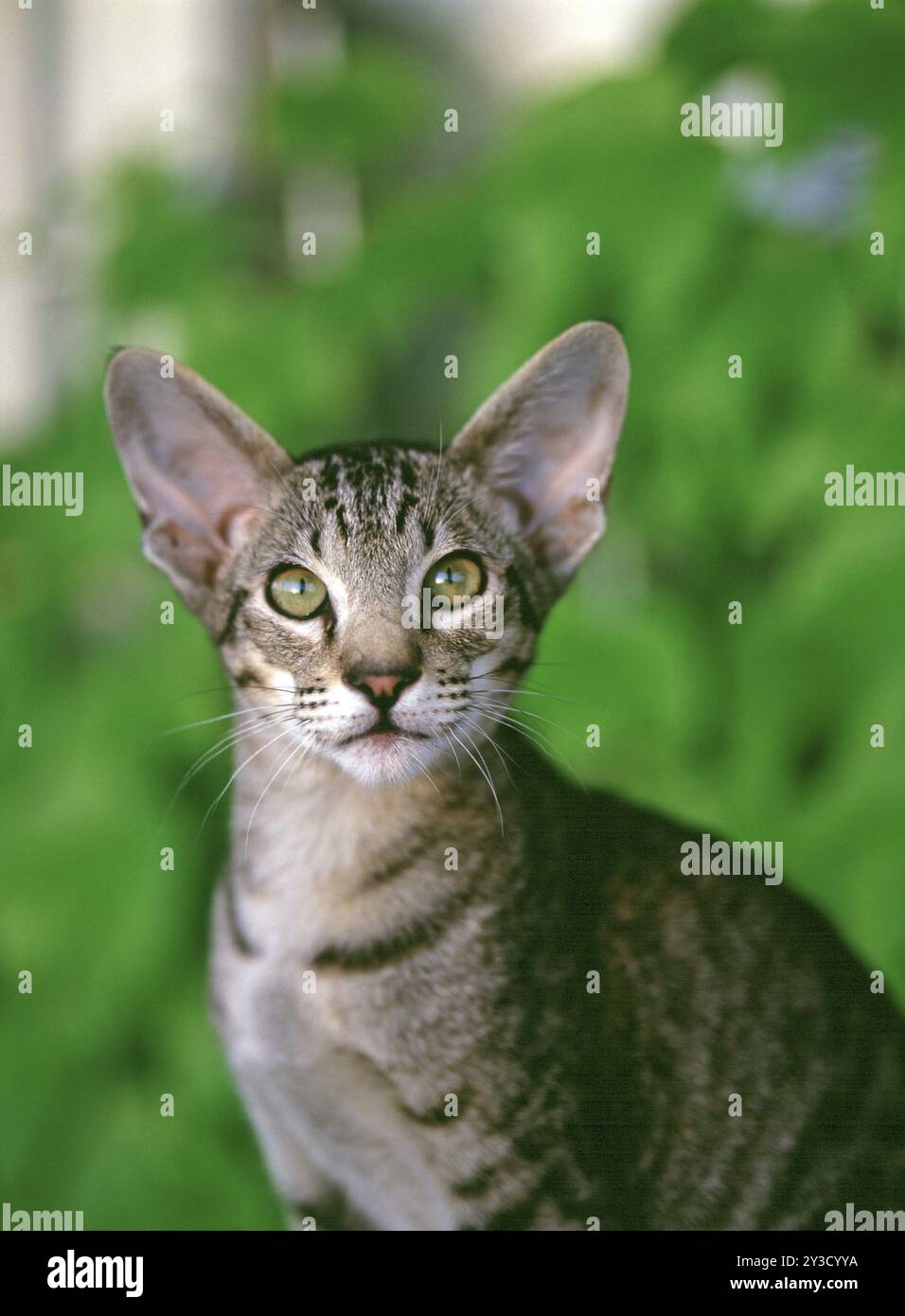 OKH, orientalische Kurzhaarkatze, Ebenholzgefleckter Tabby, 6 Monate alt Stockfoto