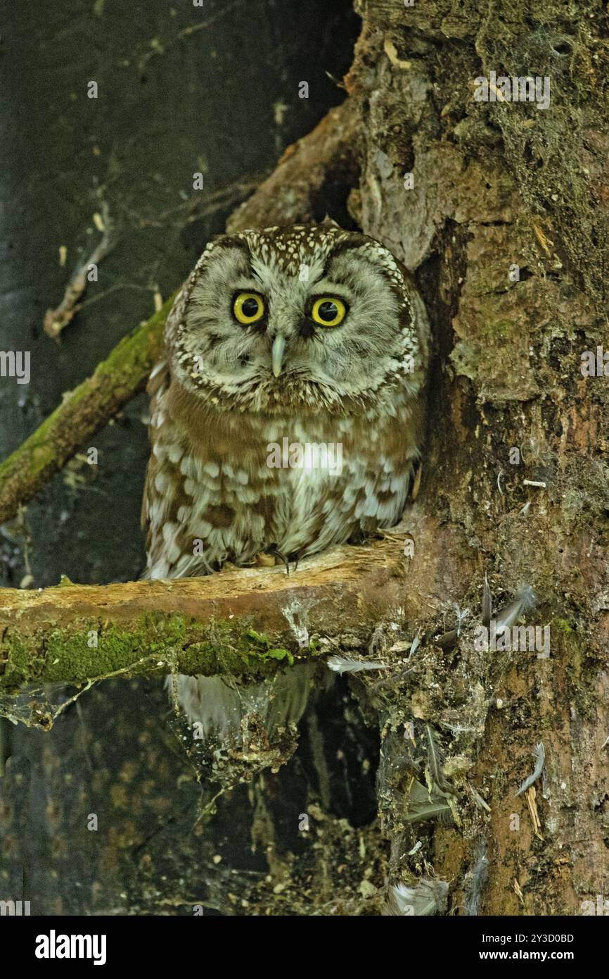 Tengmalms Eule sitzt auf einem Ast neben einem Baumstamm und sieht von vorne Stockfoto