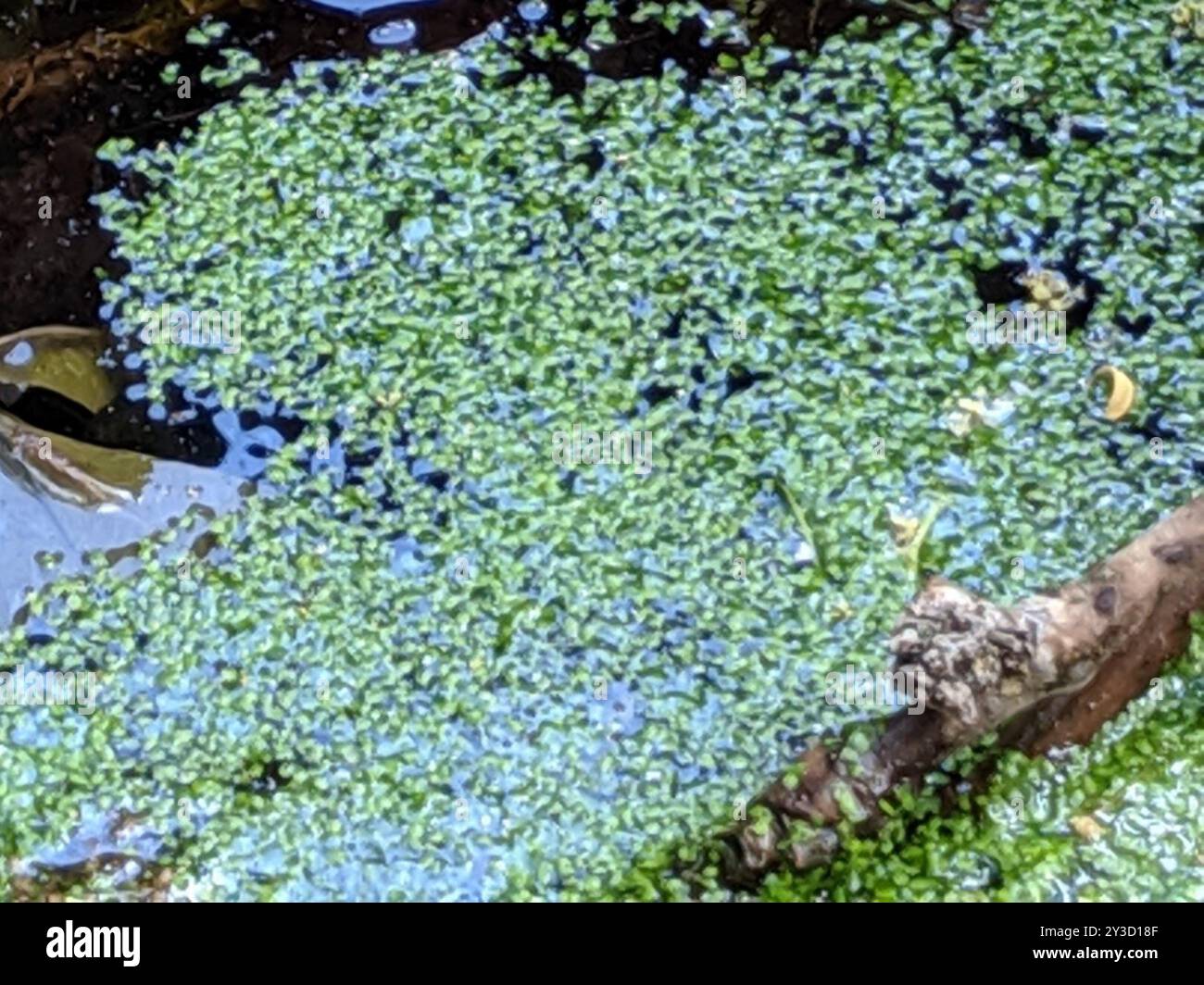 Der kleinste Entenweed (Lemna minuta) Plantae Stockfoto