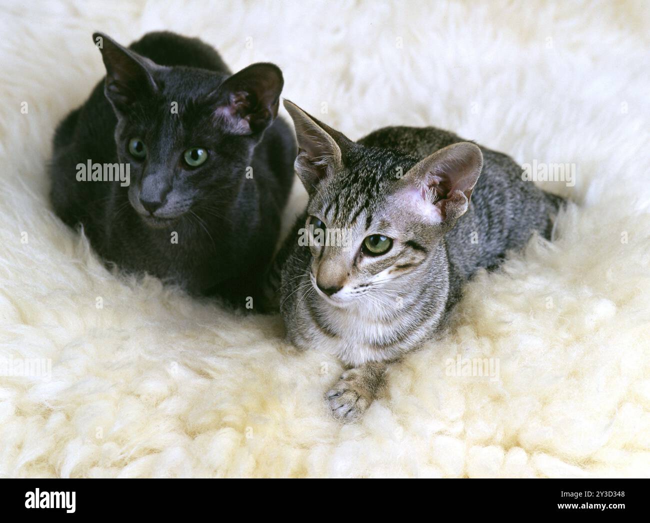 OKH, orientalische Kurzhaarkatze, Ebenholzgefleckter Tabby und blau, beide 6 Monate alt Stockfoto