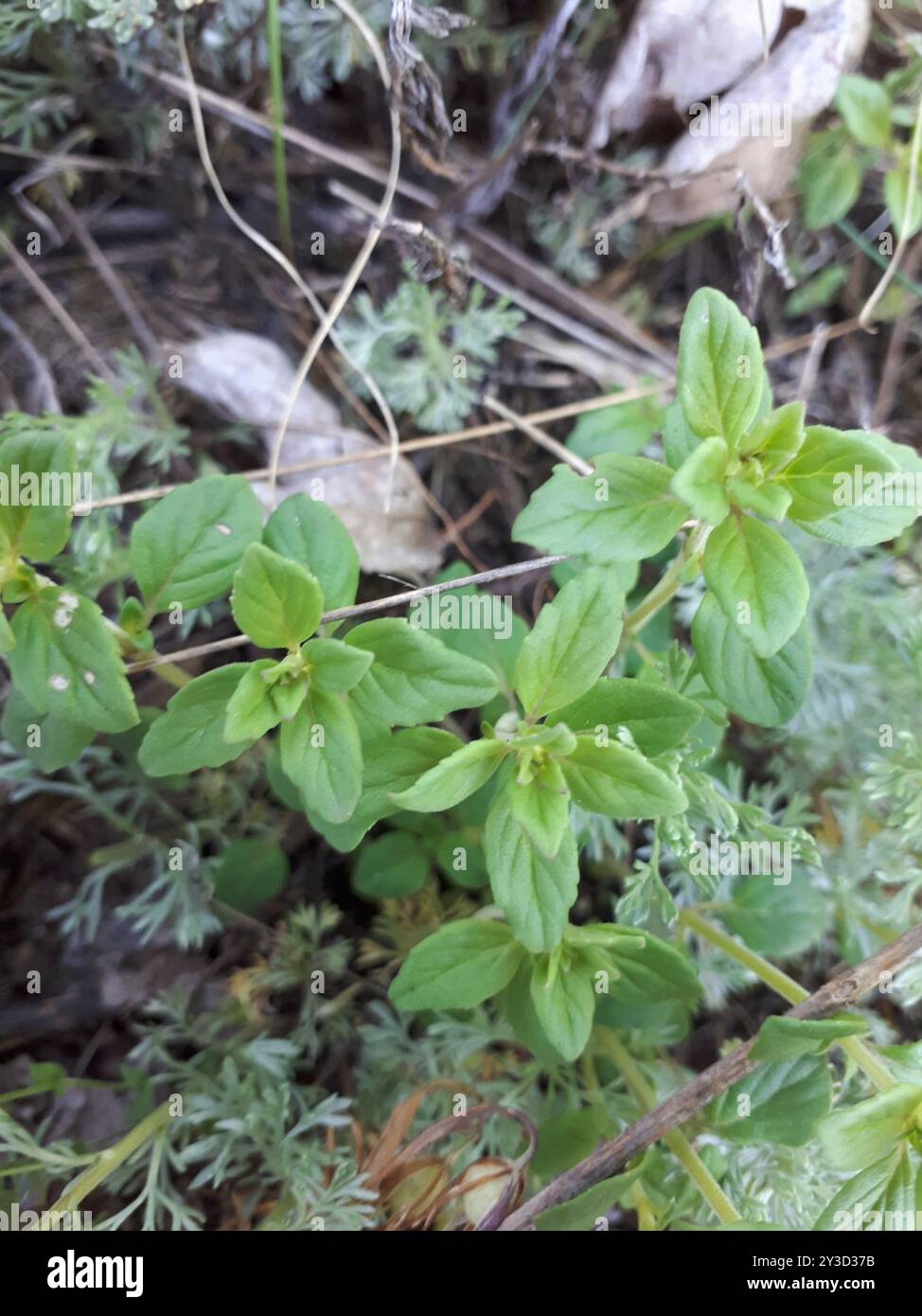basilikum-Thymian (Clinopodium acinos) Plantae Stockfoto