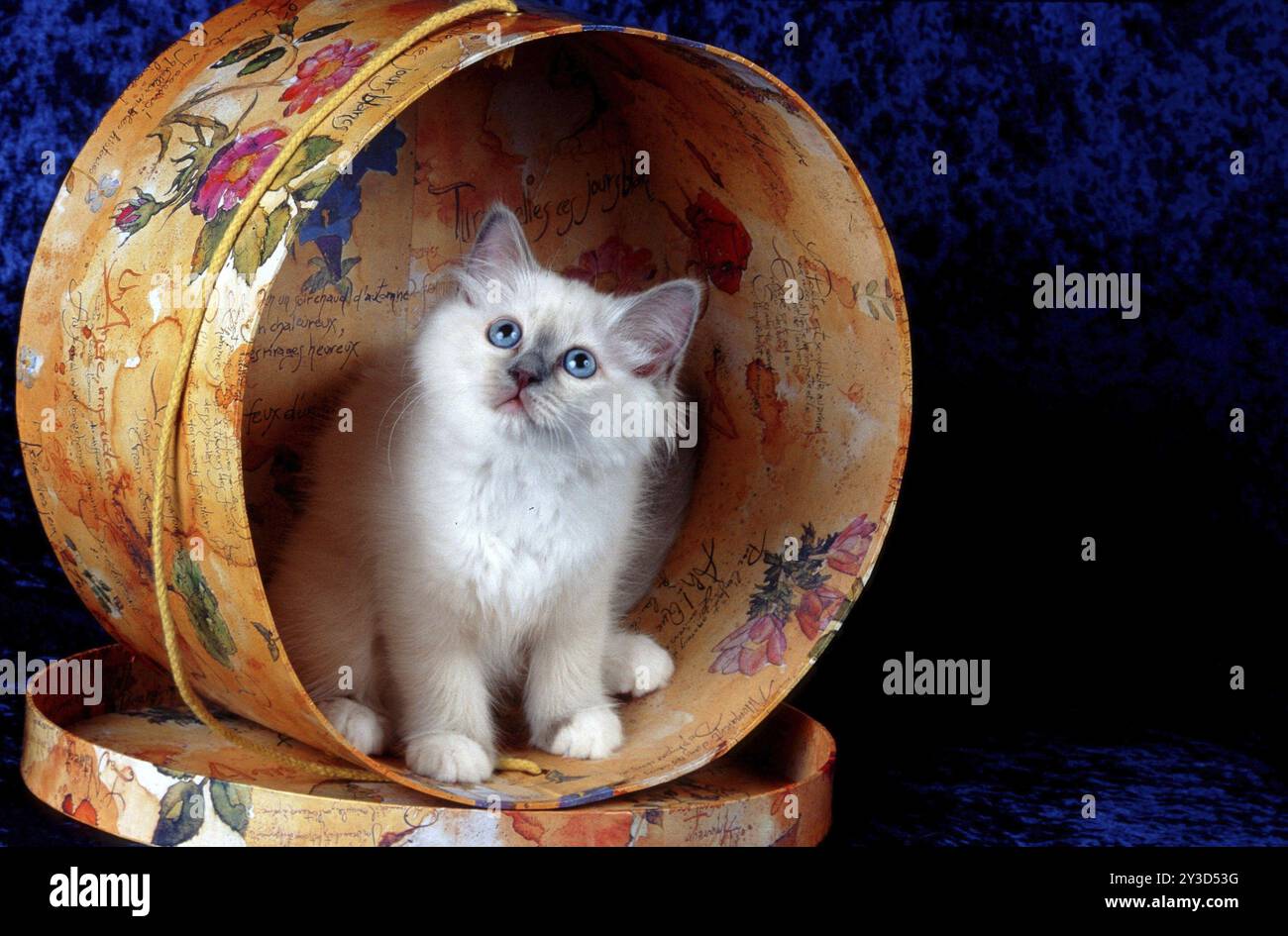Heilige burmesische Katze Bluepoint, 10 Wochen altes Kätzchen, Kätzchen Stockfoto