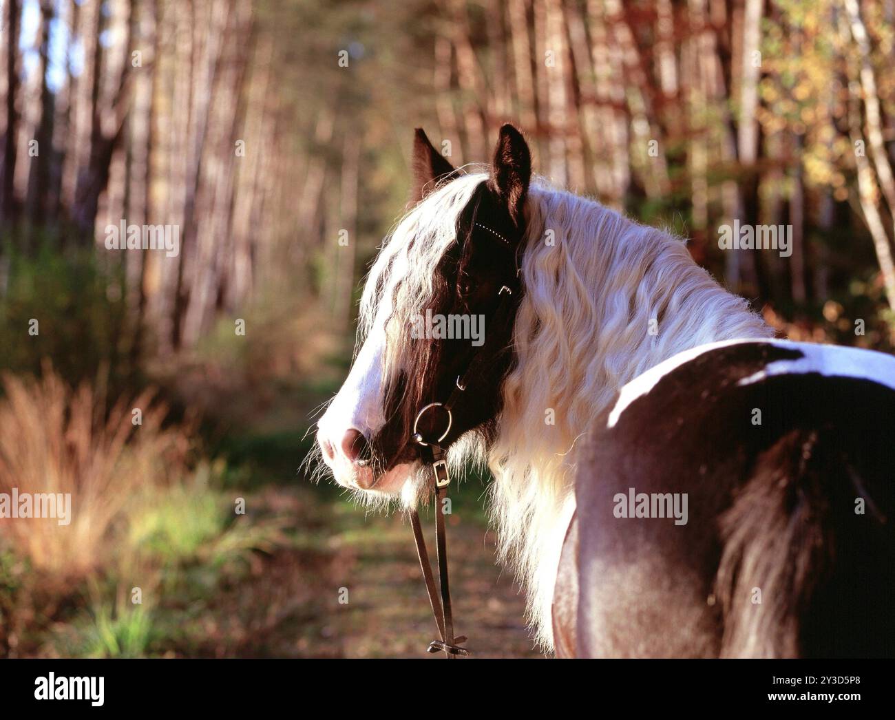 Tinker, Wallach, 5 Jahre alt Stockfoto