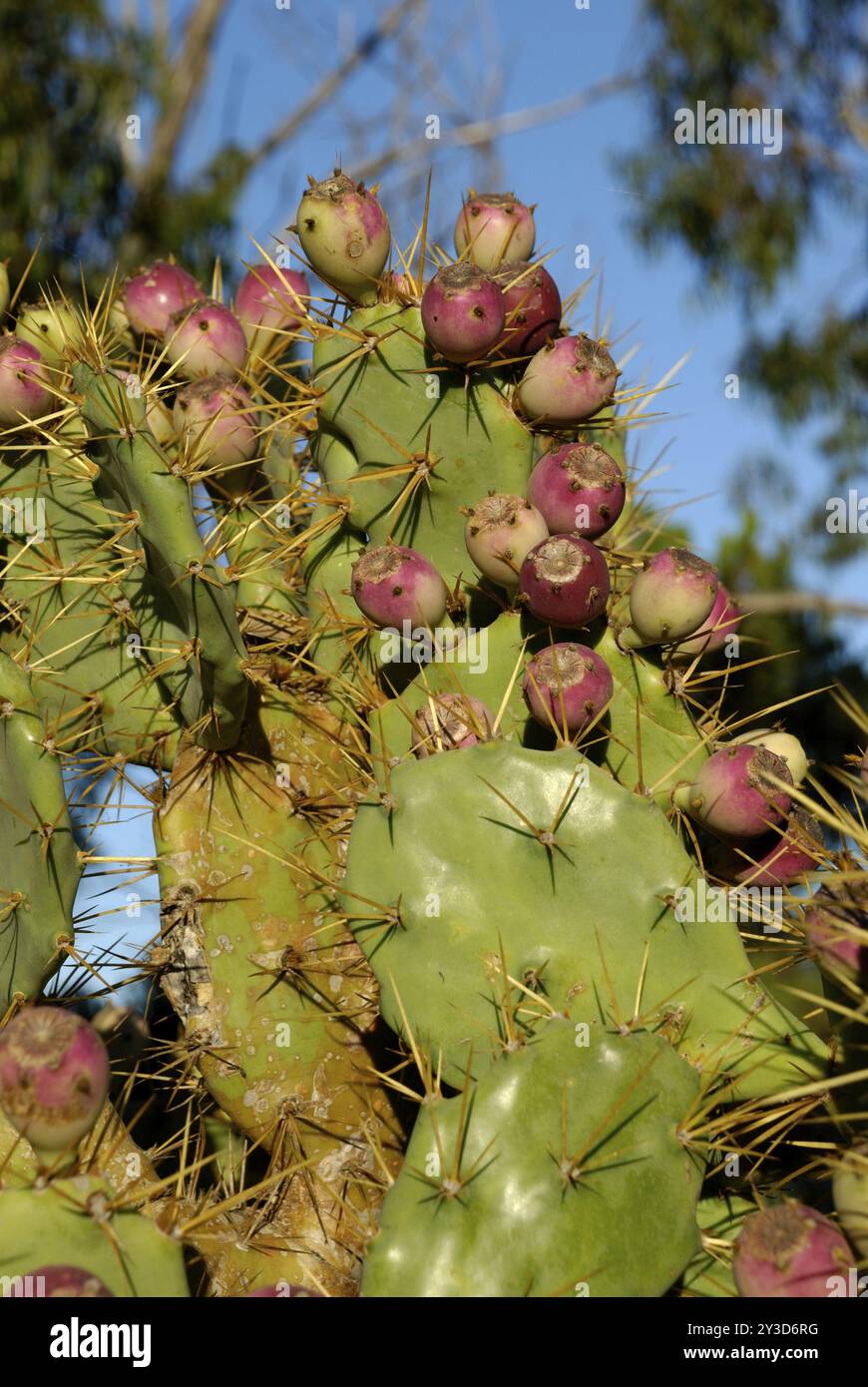 Opuntia anahuacensis, Lagos, Algarve, Portugal, Europa Stockfoto