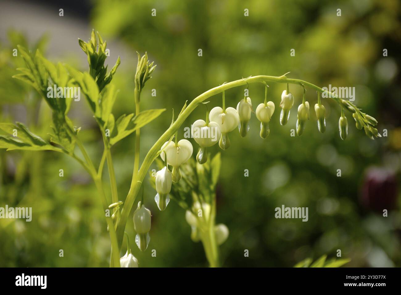 Lamprocapnos spectabilis alba Stockfoto