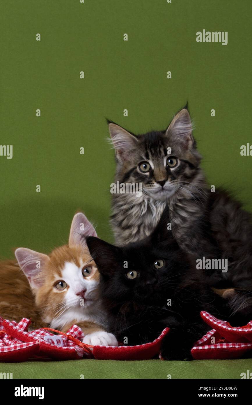 Schwarz und rot-tabby-weiß und schwarz-klassisch-tabby, 12 Wochen alt Stockfoto