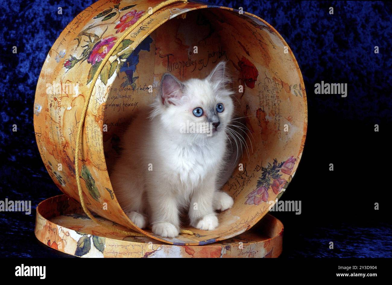 Heilige burmesische Katze Bluepoint, 10 Wochen altes Kätzchen, Kätzchen Stockfoto
