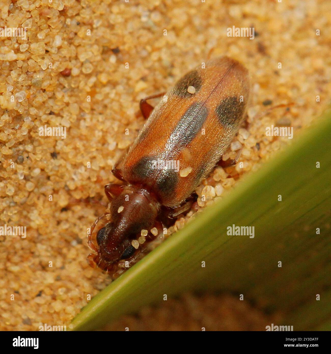 monoceros-Käfer (Notoxus monoceros) Insecta Stockfoto