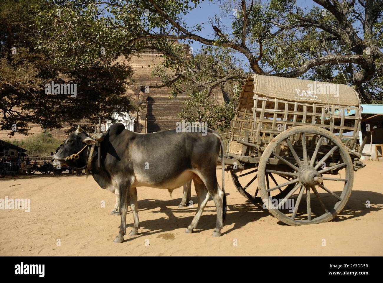 Ochsenkarren-Taxi in Mingun, Myanmar, Asien Stockfoto