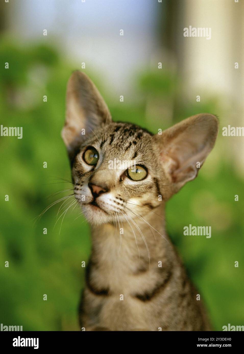 OKH, orientalische Kurzhaarkatze, Ebenholzgefleckter Tabby, 6 Monate alt Stockfoto