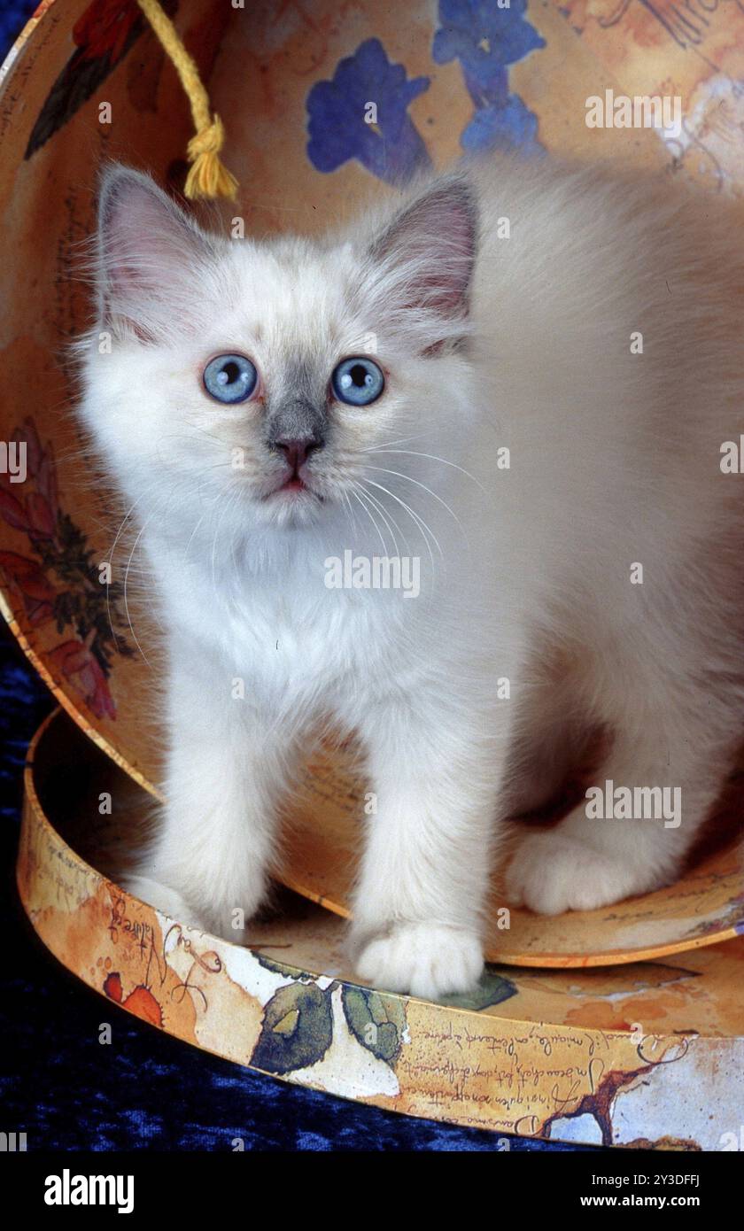 Heilige burmesische Katze Bluepoint, 10 Wochen altes Kätzchen, Kätzchen Stockfoto
