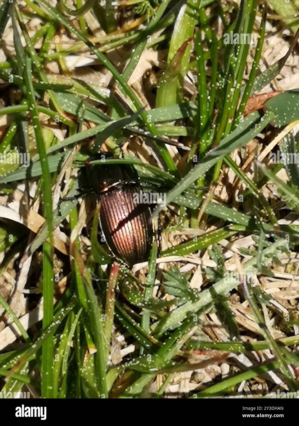 (Poecilus cupreus) Insecta Stockfoto