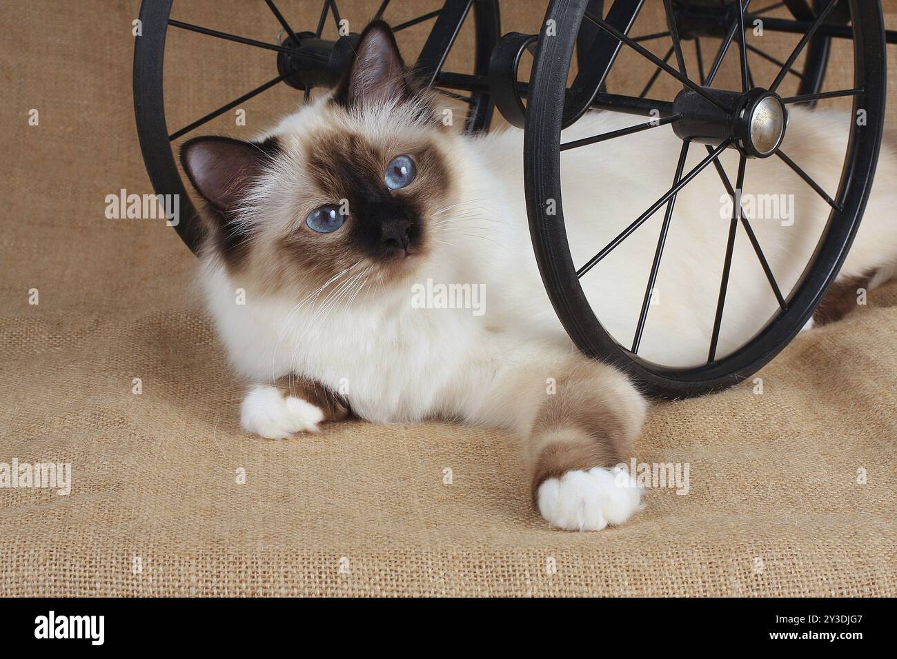 HEILIGE KATZE VON BIRMA, HEILIGE KATZE VON BIRMA, BIRMAN CAT, LIEGT UNTER PUPPENWAGEN UND LÜGT Stockfoto