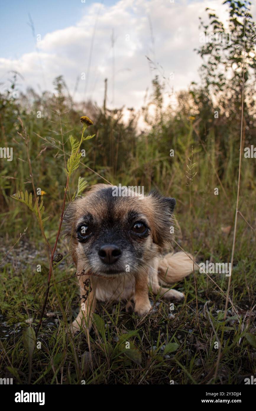 Brauner langhaariger Chihuahua sitzt im Gras und schaut neugierig in die Kamera, Nicklheim, Bayern, Deutschland, Europa Stockfoto