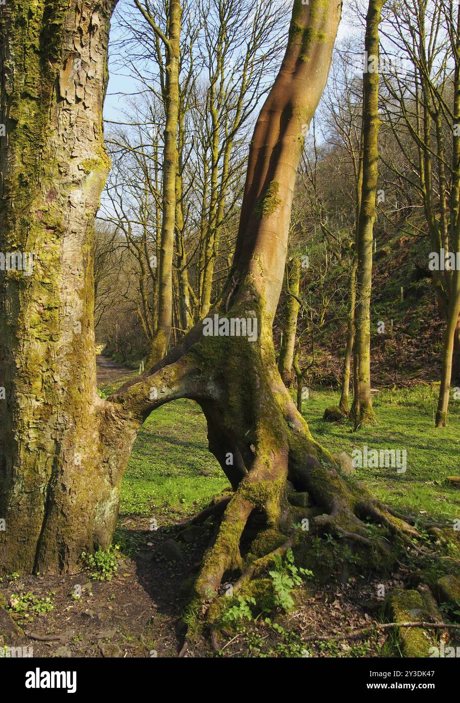 Hohe Buchen mit verbundenen freiliegenden verdrehten Wurzeln in einer grasbedeckten Waldlichtung in hellem Frühjahrssonnenlicht mit hellblauem Himmel und steilem h Stockfoto