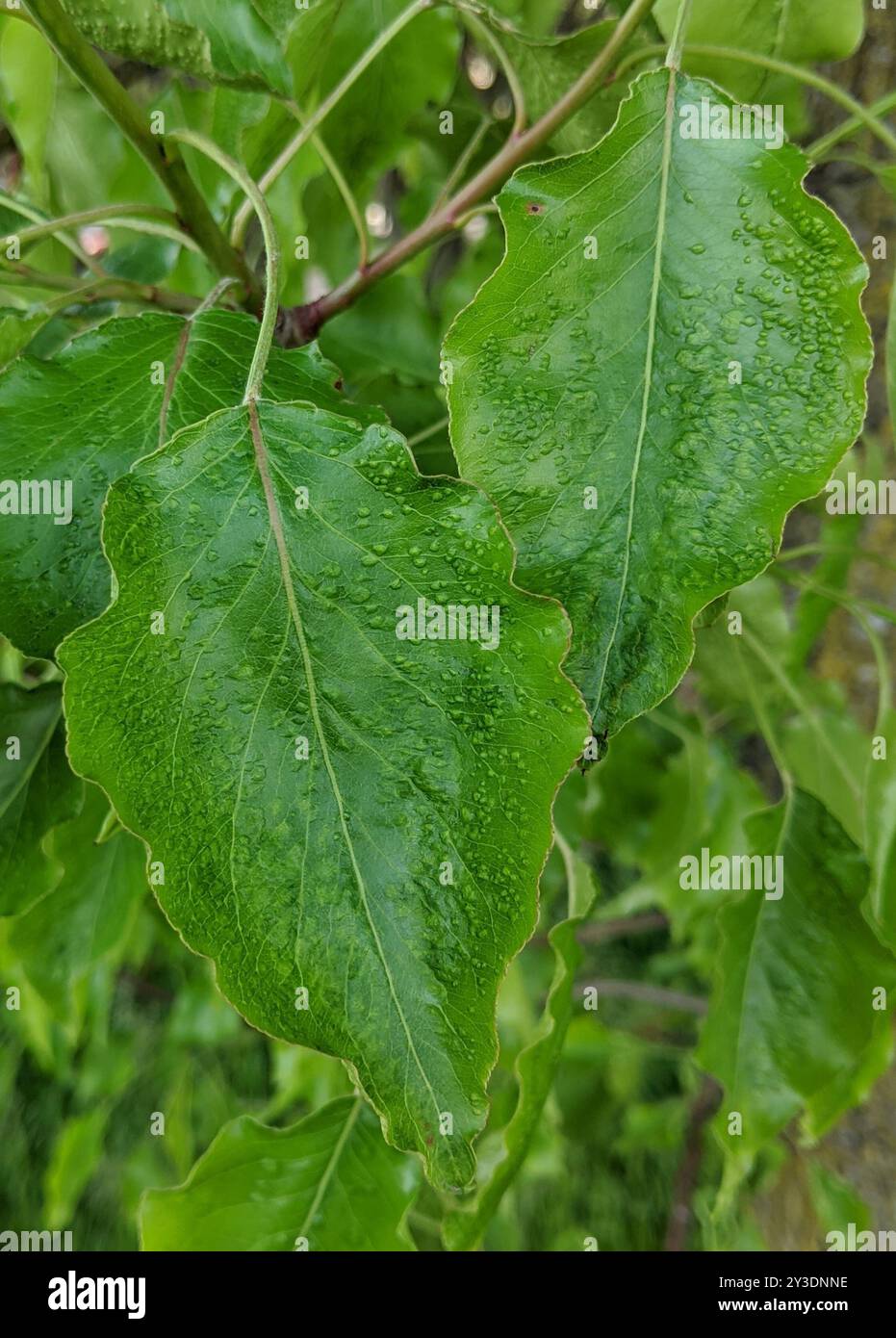 Perlblatt-Blistermilbe (Eriophyes pyri) Arachnida Stockfoto