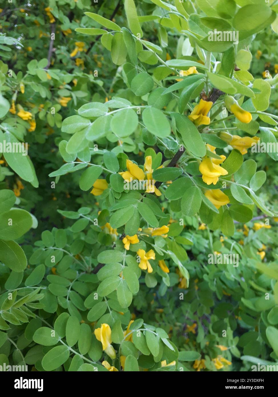 Sibirischer Erbsenstrauch (Caragana arborescens) Plantae Stockfoto