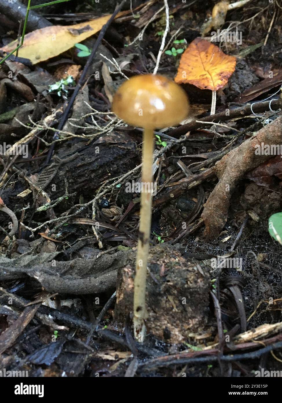 Dungroundhead (Protostropharia semiglobata) Pilze Stockfoto