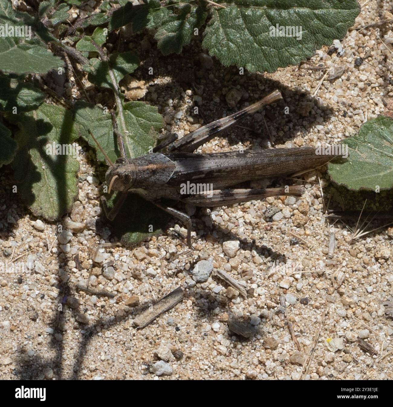 Grauer Vogel Grasshopper (Schistocerca nitens) Insecta Stockfoto