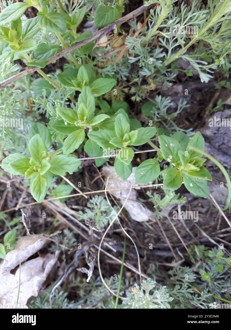 basilikum-Thymian (Clinopodium acinos) Plantae Stockfoto