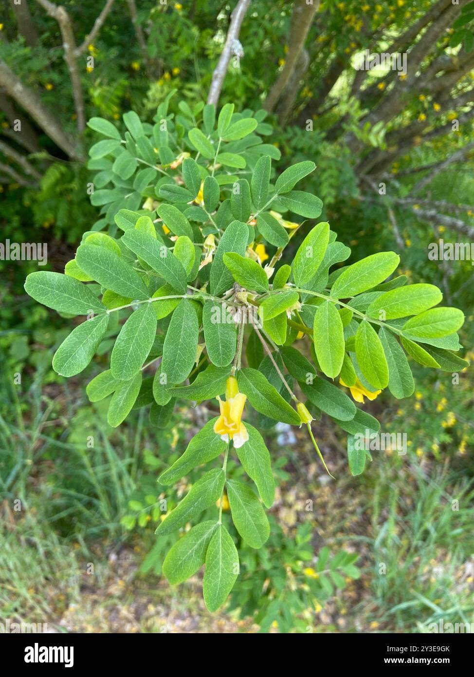 Sibirischer Erbsenstrauch (Caragana arborescens) Plantae Stockfoto