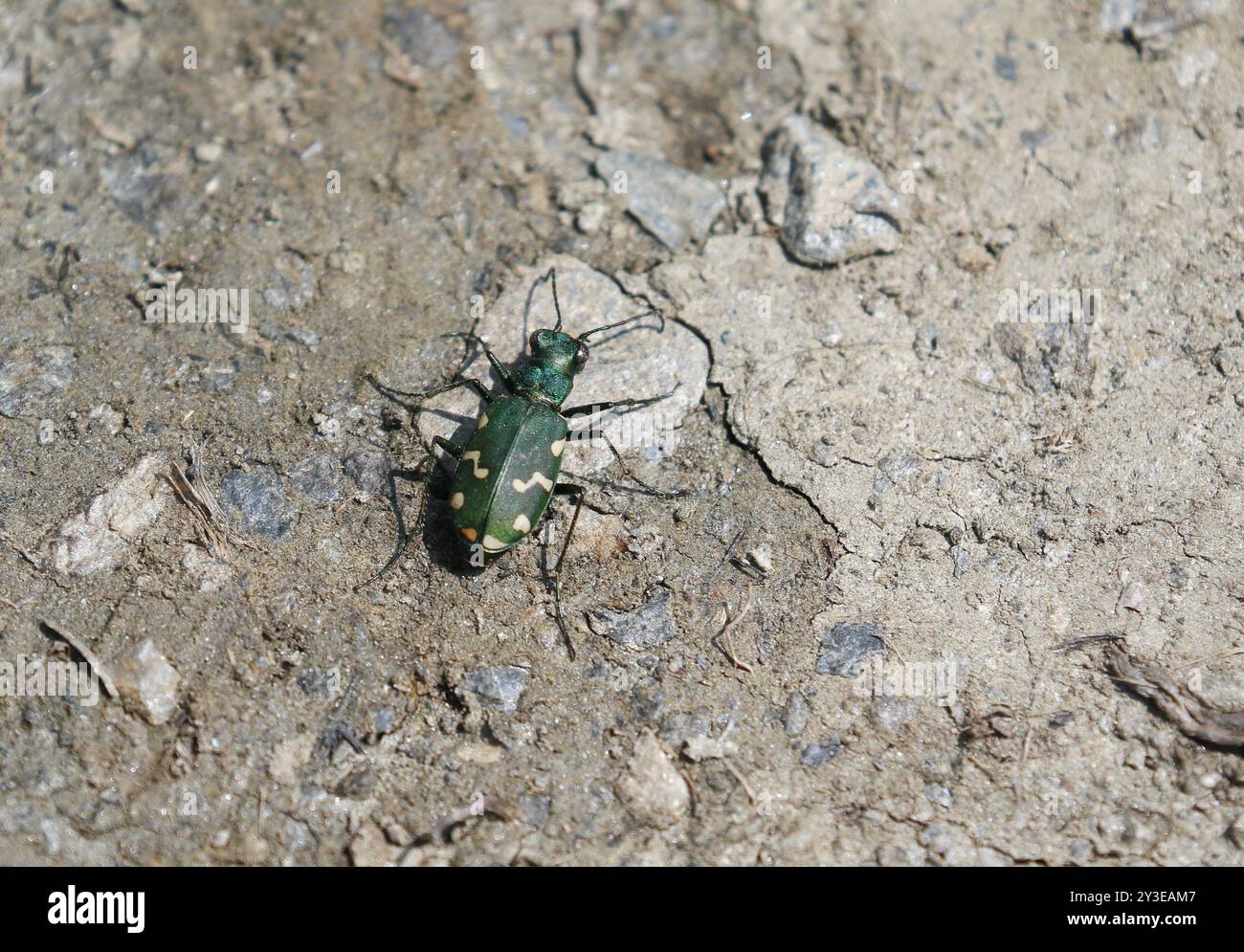 Tigerkäfer - Cicindela gallica Stockfoto