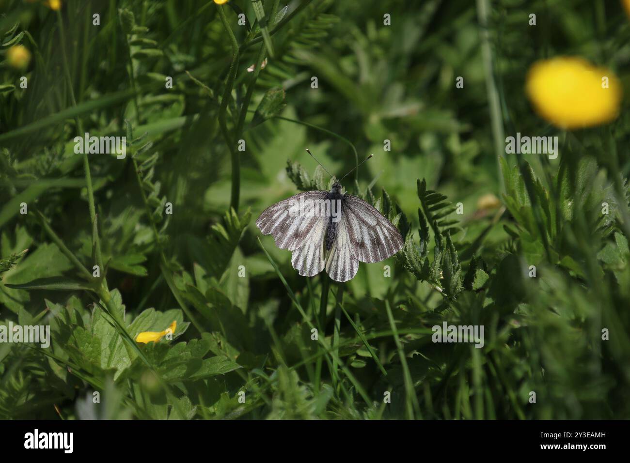 Berggrün-geäderte Weiße Weibchen - Pieris bryoniae Stockfoto