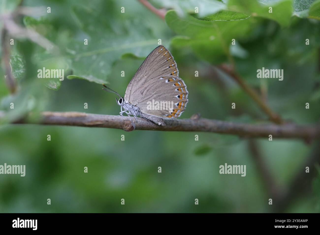 Spanischer lila Hairstreak Schmetterling - Laeosopis roboris Stockfoto