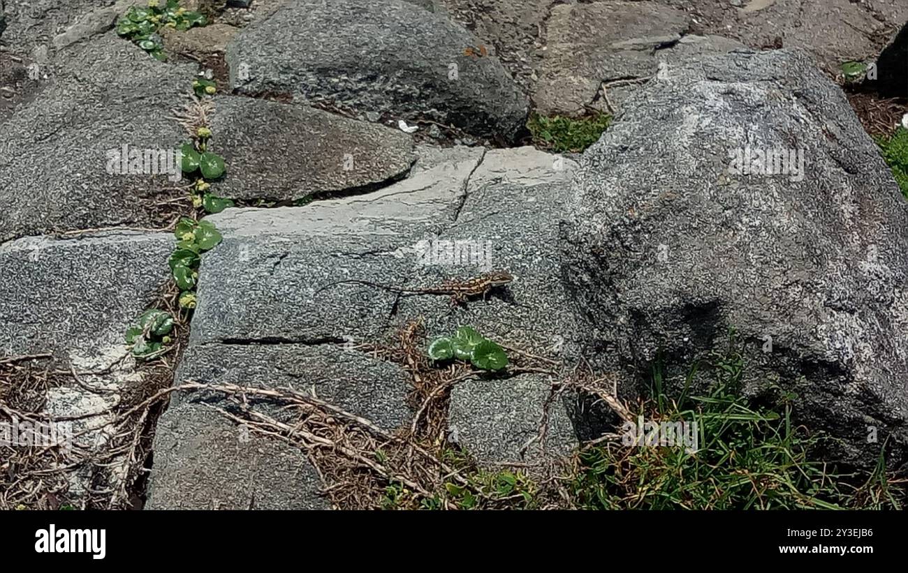 Jacky Dragon (Amphibolurus muricatus) Reptilia Stockfoto