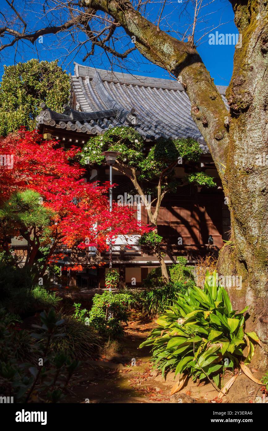 Herbst in Tokio. Hoshinji buddhistischer Tempel mit wunderschönen roten Ahornblättern Stockfoto