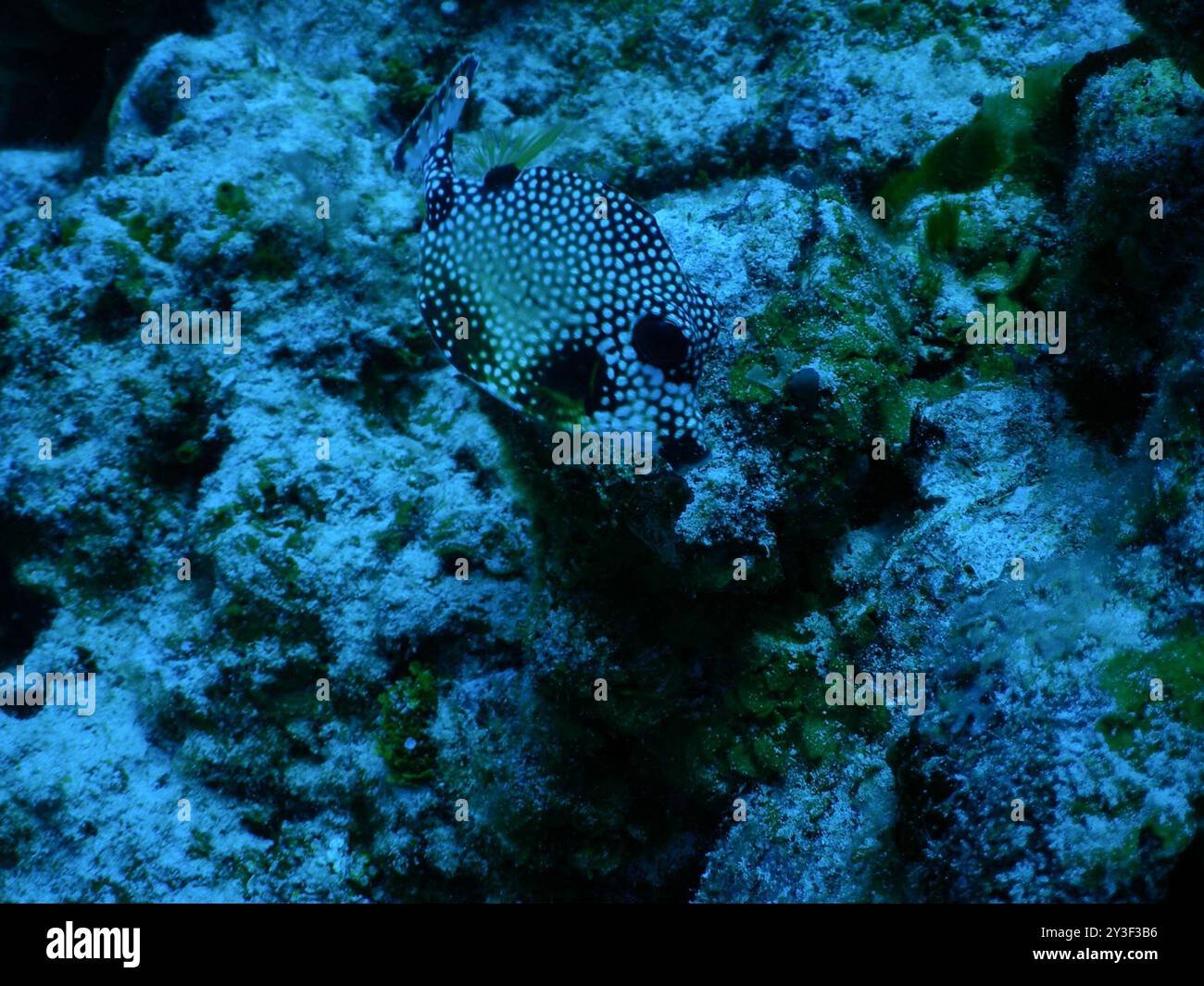 Glatter Trunkfish (Lactophrys triqueter) Actinopterygii Stockfoto