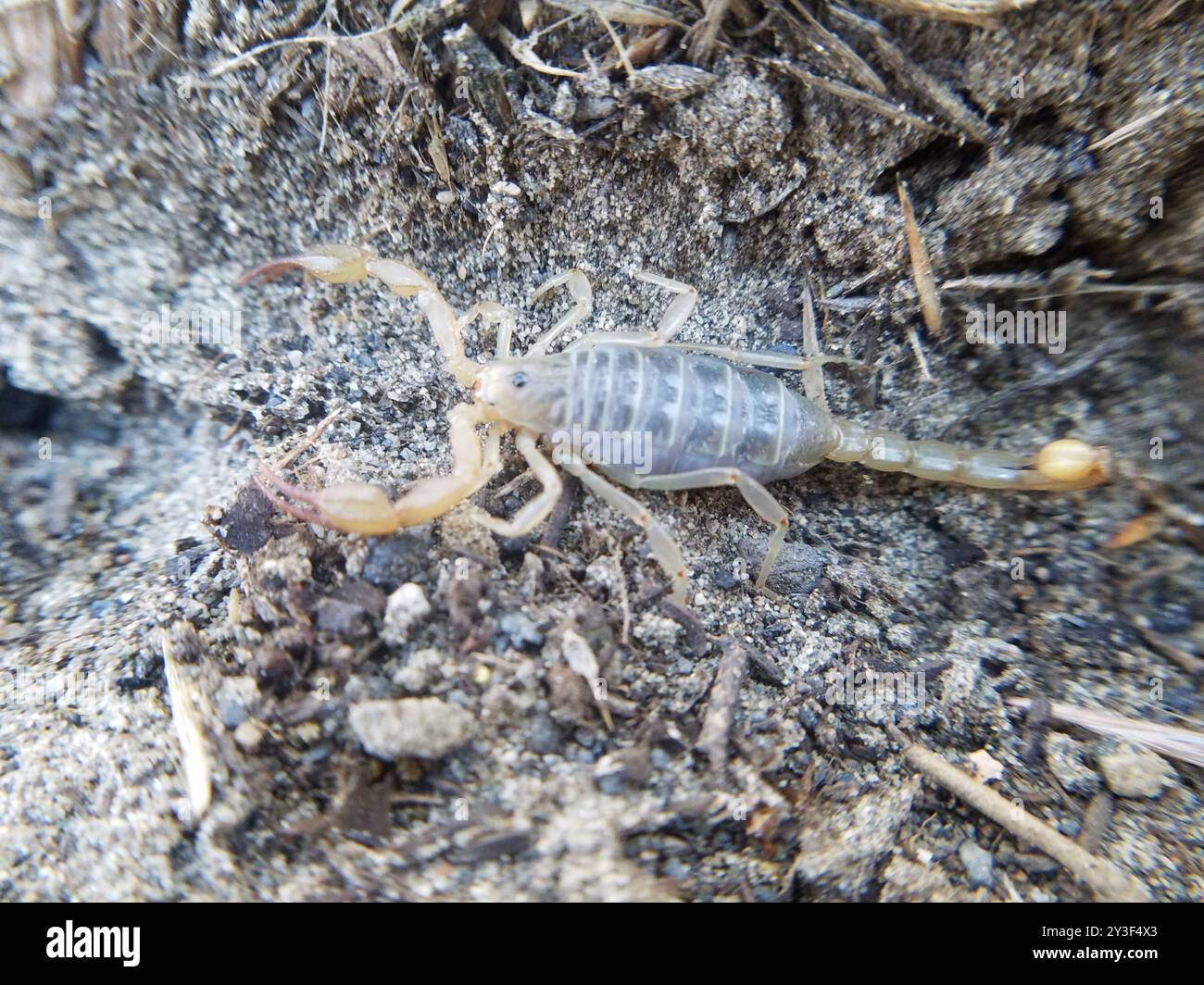 Nördlicher Skorpion (Paruroctonus boreus) Arachnida Stockfoto