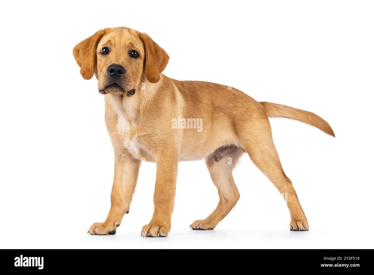 Hübscher 3 Monate alter Labrador-Hündchen, seitlich stehend. Blick auf die Kamera. Isoliert auf weißem Hintergrund. Stockfoto