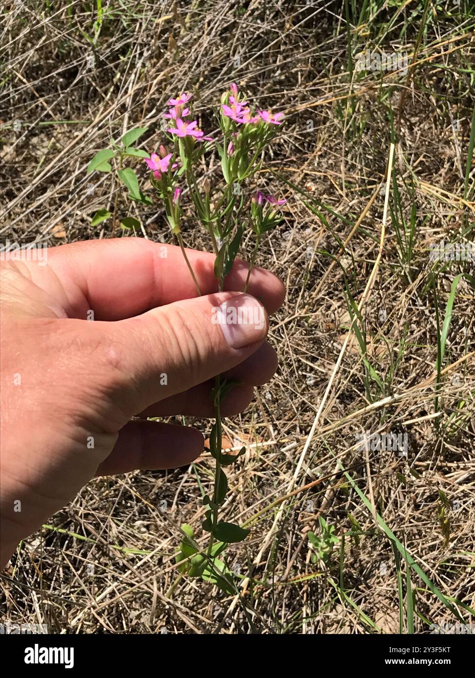 Schlanke Zentaury (Centaurium tenuiflorum) Plantae Stockfoto
