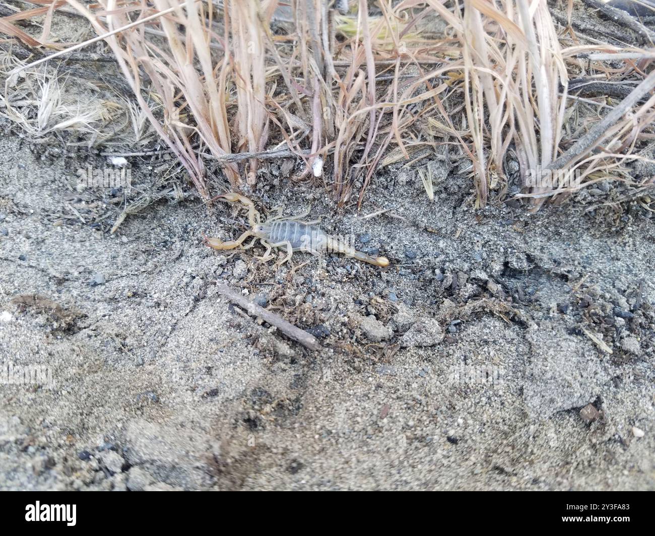 Nördlicher Skorpion (Paruroctonus boreus) Arachnida Stockfoto