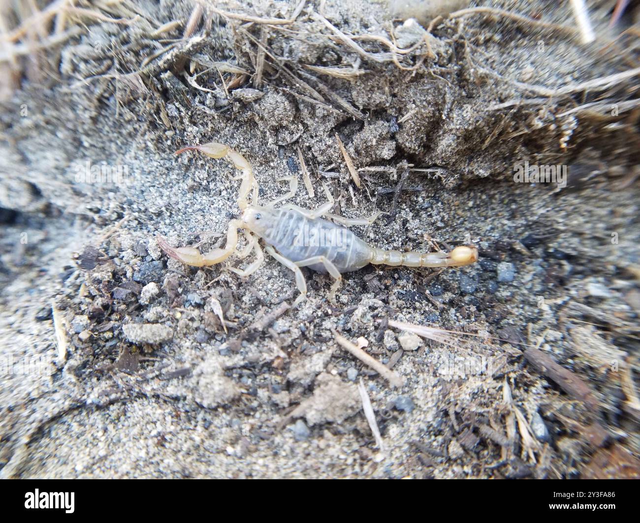 Nördlicher Skorpion (Paruroctonus boreus) Arachnida Stockfoto